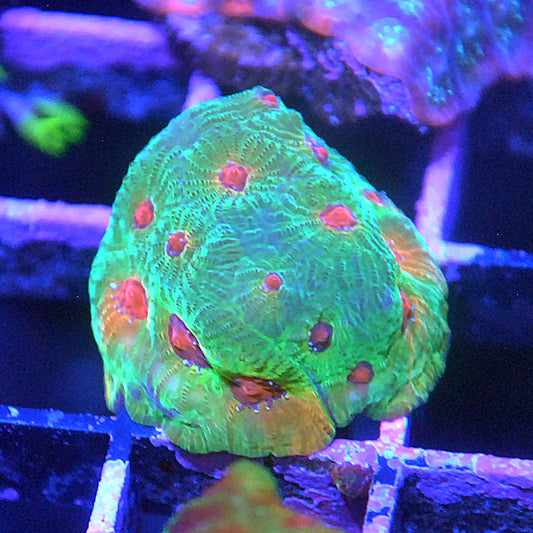 Fascination Favia