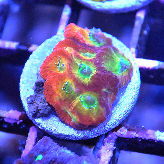 Favia - Sector 001 Favia