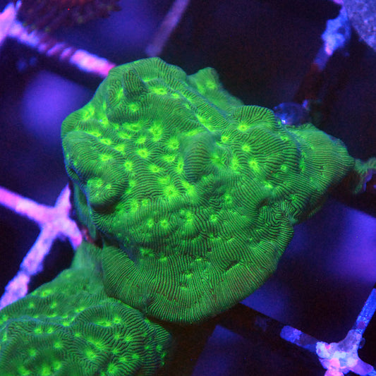 Hulk Leptoseris Coral