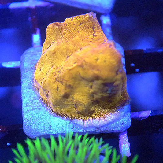 Sun God Leptoseris Coral