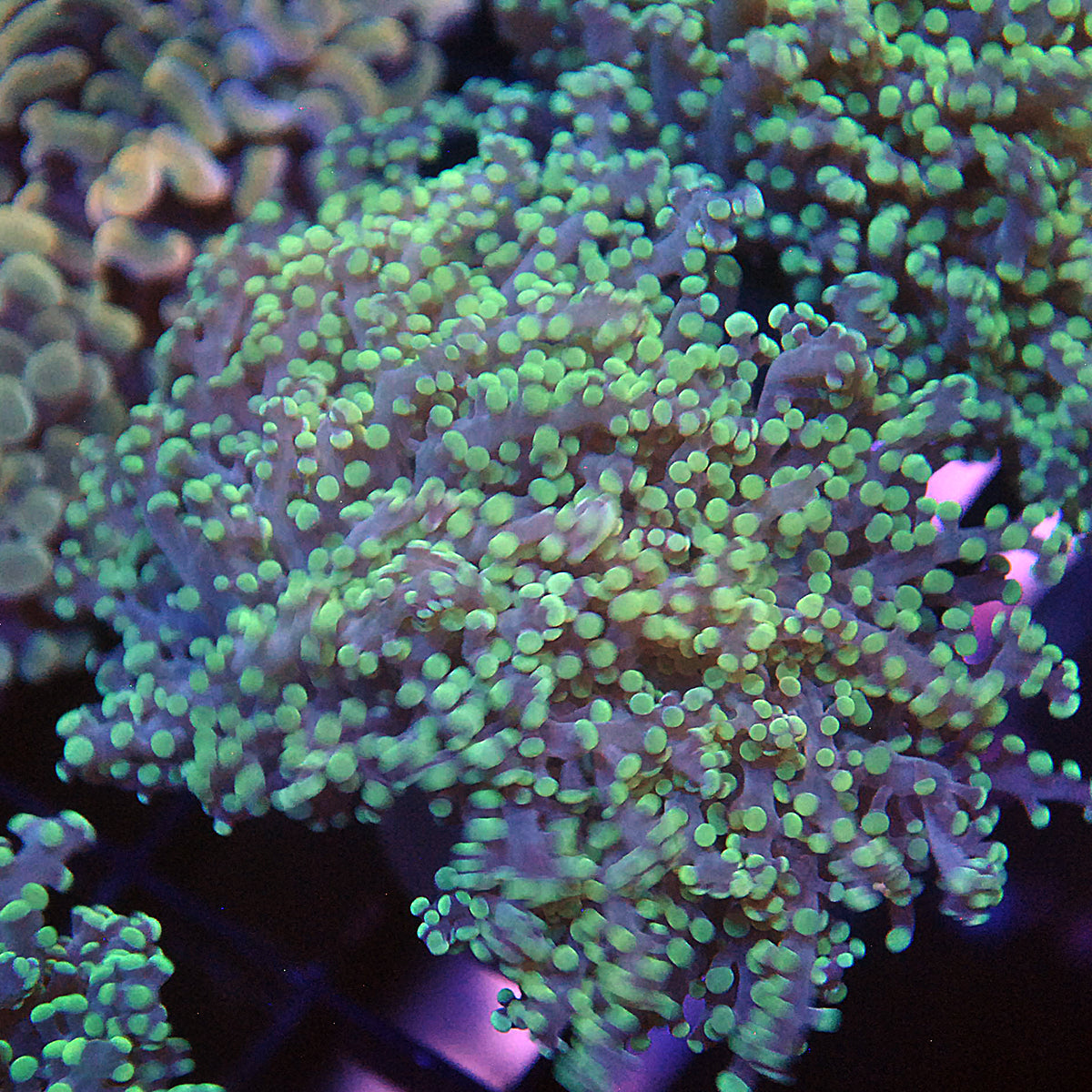 Frogspawn Coral - Green