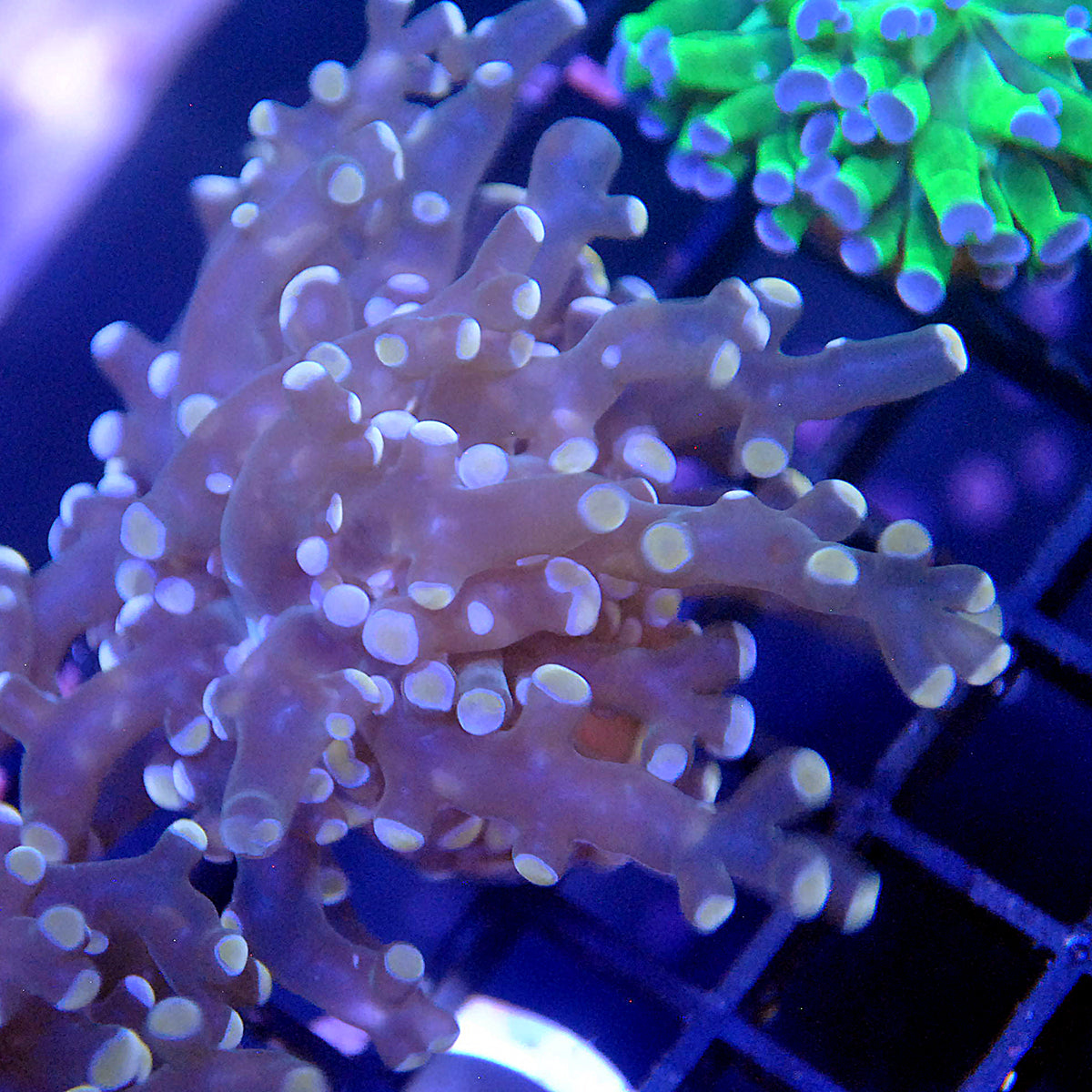 Frogspawn Coral - Orange