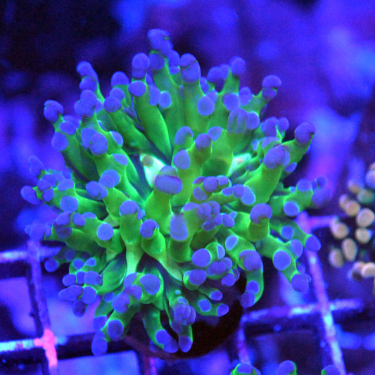 Frogspawn Coral - Purple Tip
