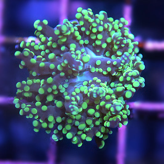 Frogspawn Coral - Yellow