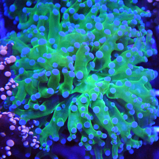 Frogspawn Coral - Blue Tip