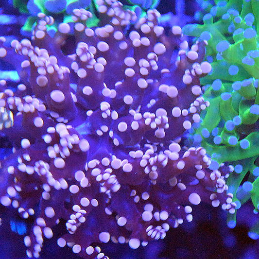 Frogspawn Coral - Orange