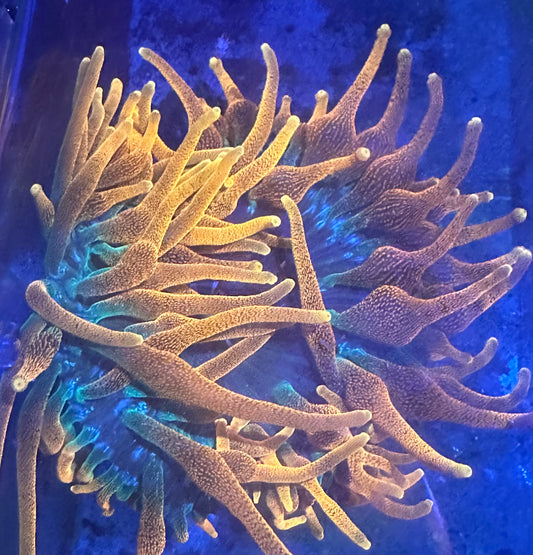 Colorado Sunburst Anemone