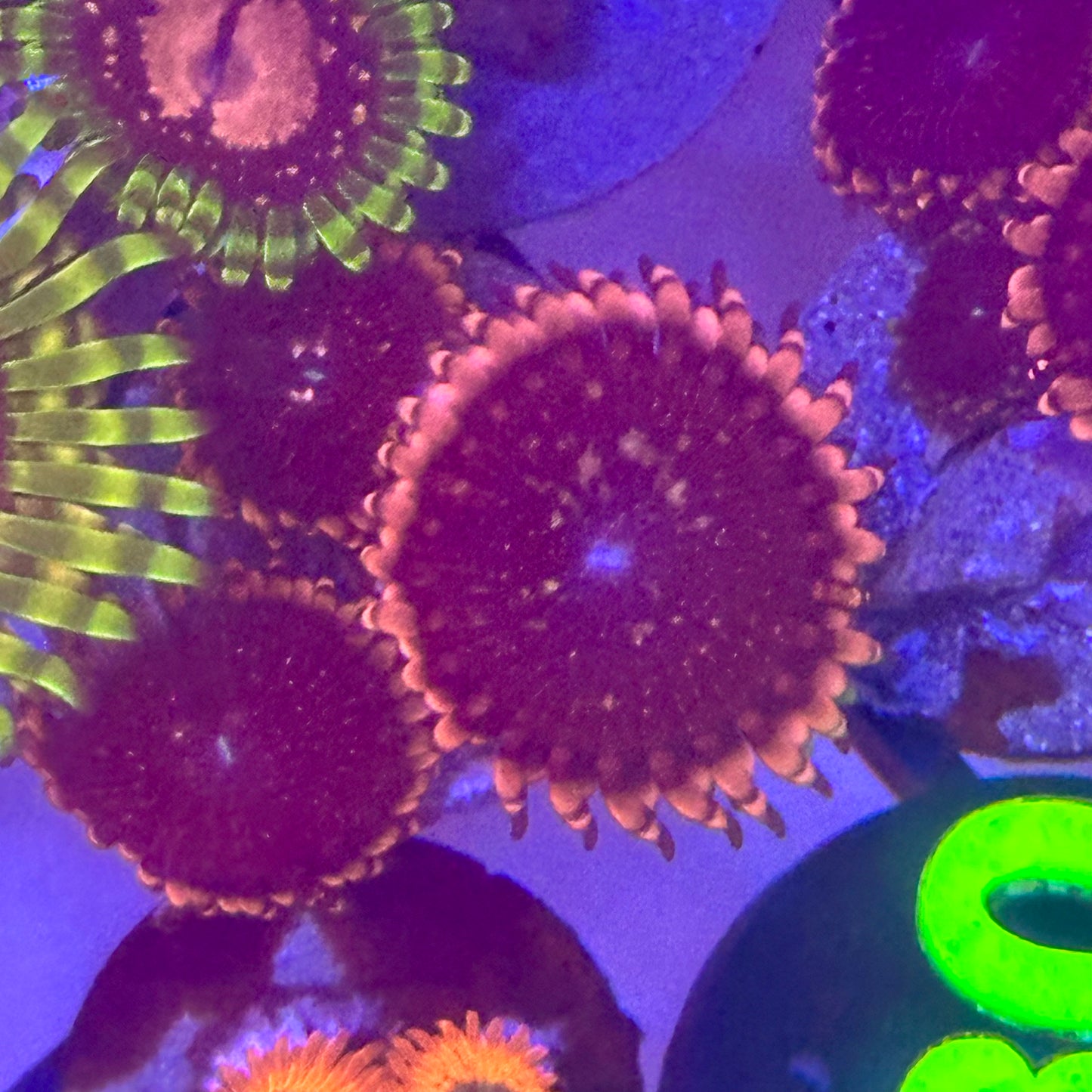 Pluto Passion Zoa / Zoanthid