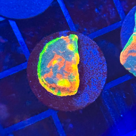 Rainbow Crush Chalice