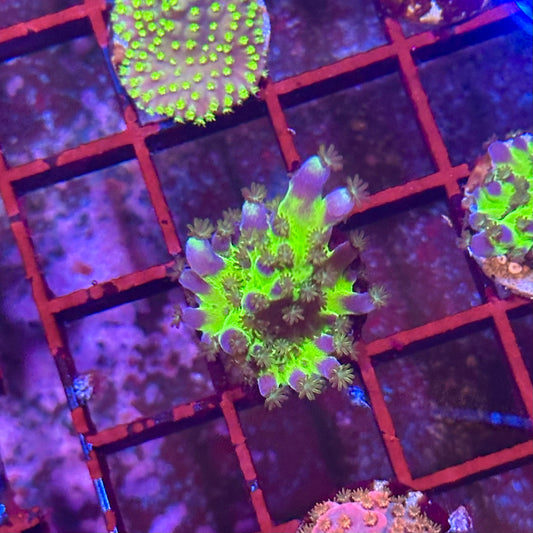 Miyagi Tort Acropora