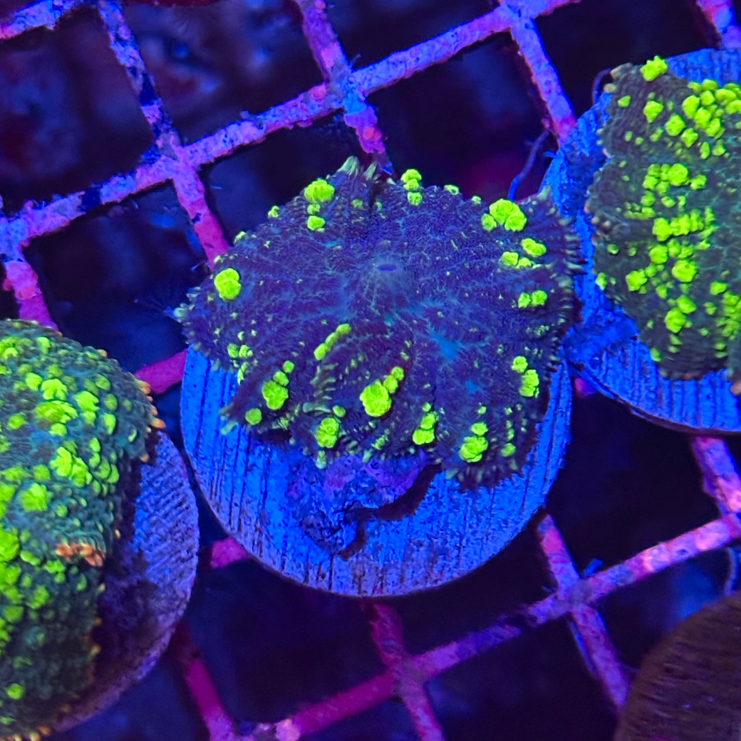 Islander Corals Uranium Bounce Mushroom