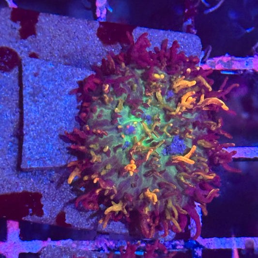 Magic Carpet Bounce Mushroom
