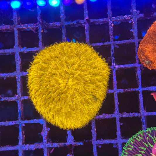 Yellow Fungia Plate Coral