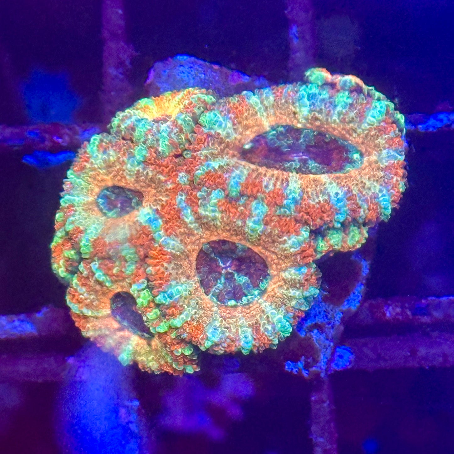Islander Corals Joyride Acan
