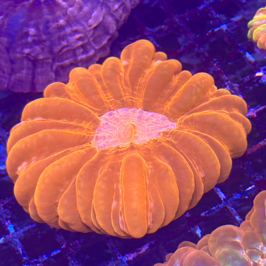 Cynarina Meat Coral