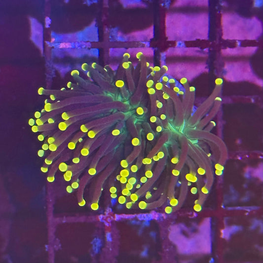 Torch - Yellow tip