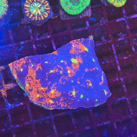 Ultimate Warrior Rainbow Chalice Colony