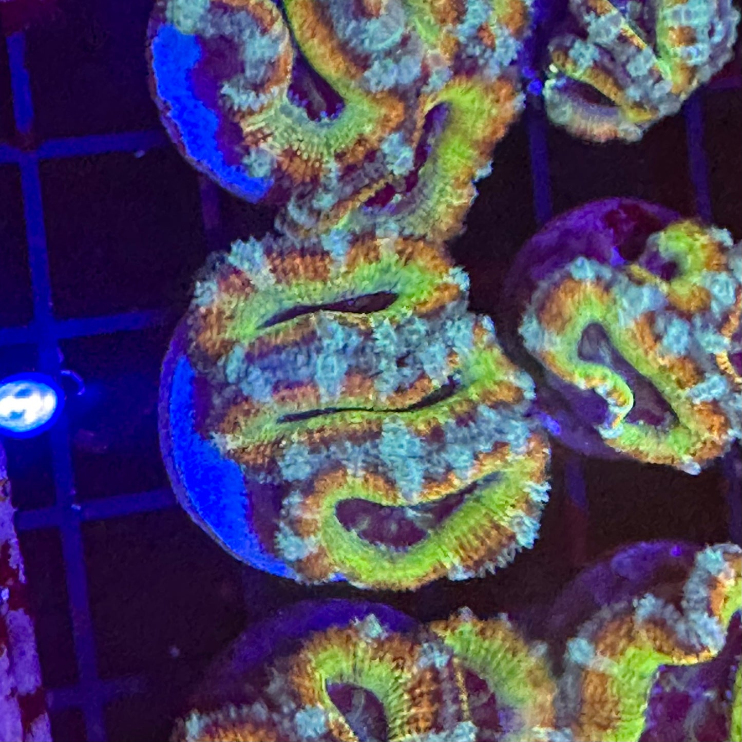 Islander Corals Banana Acan