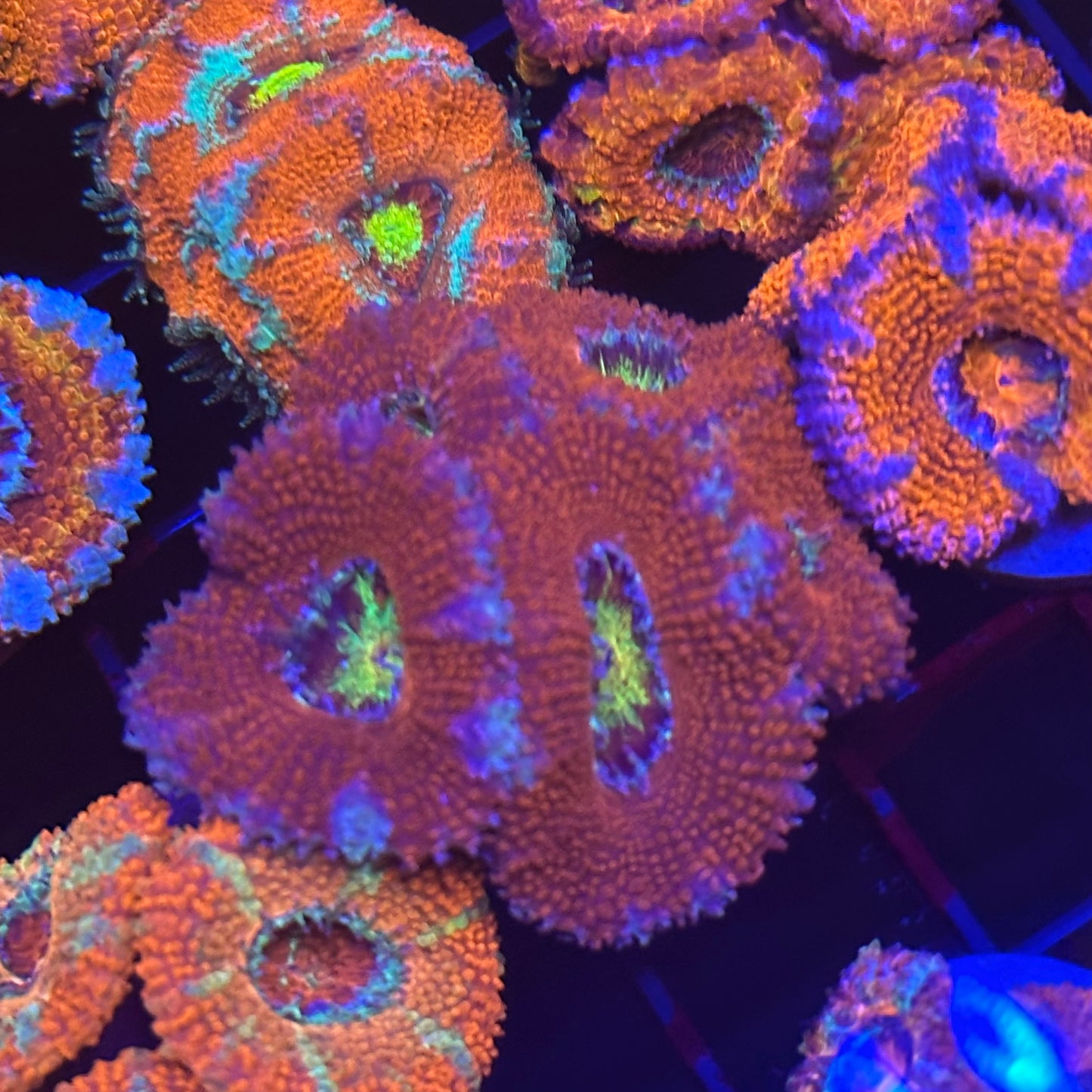 Islander Corals Snake Eyes Acan