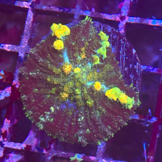 Powerball Bounce Mushroom