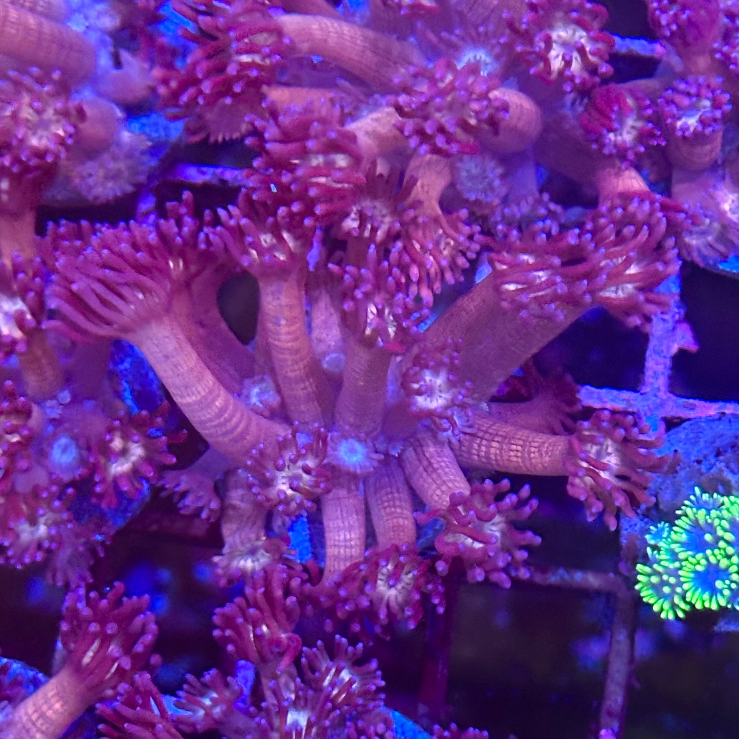 Goniopora / Goni - True Purple
