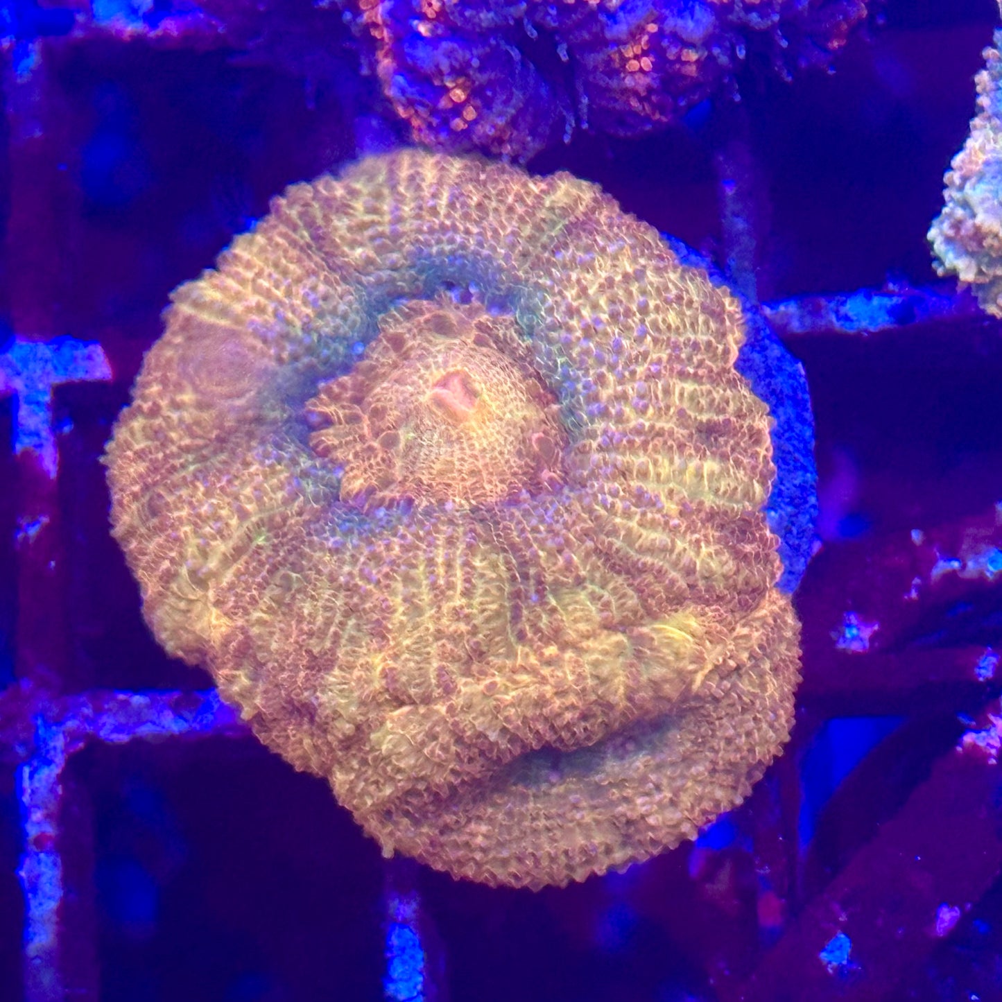 Islander Corals Orange Bowerbanki