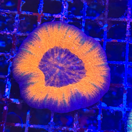 Scoly / Scolymia