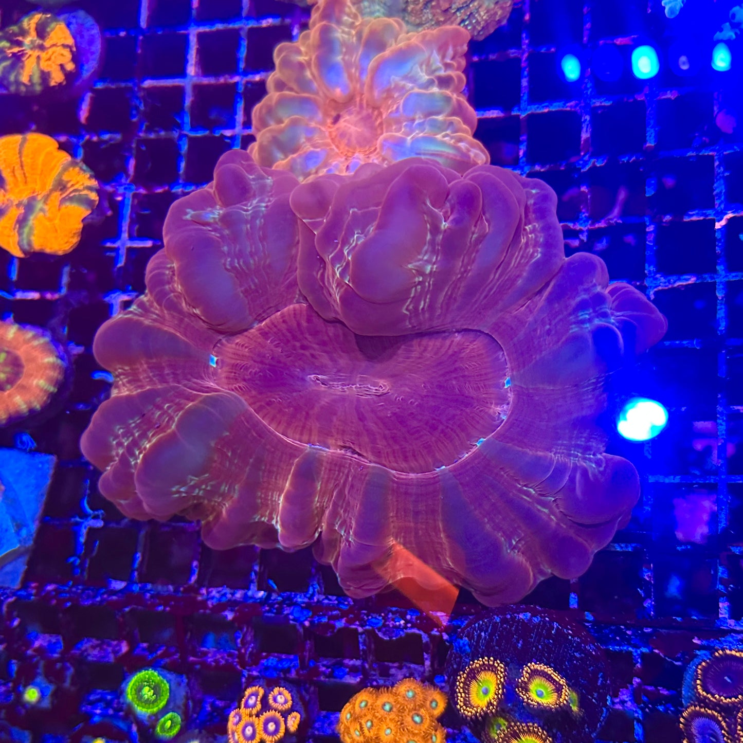 Cynarina Meat Coral XL