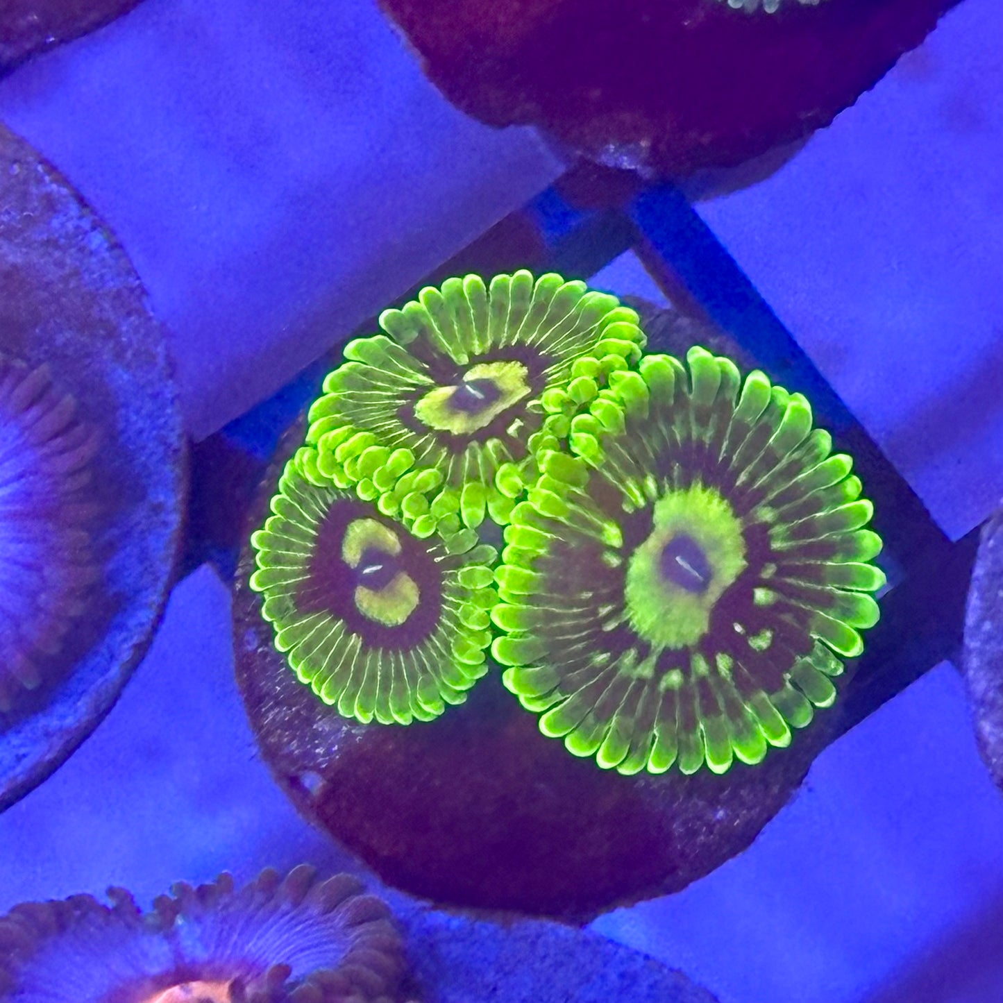 Wobbegong (WOW) Zoa / Zoanthid