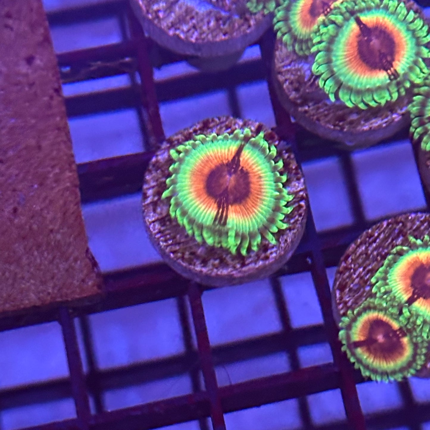 Bloodshot Zoa / Zoanthid