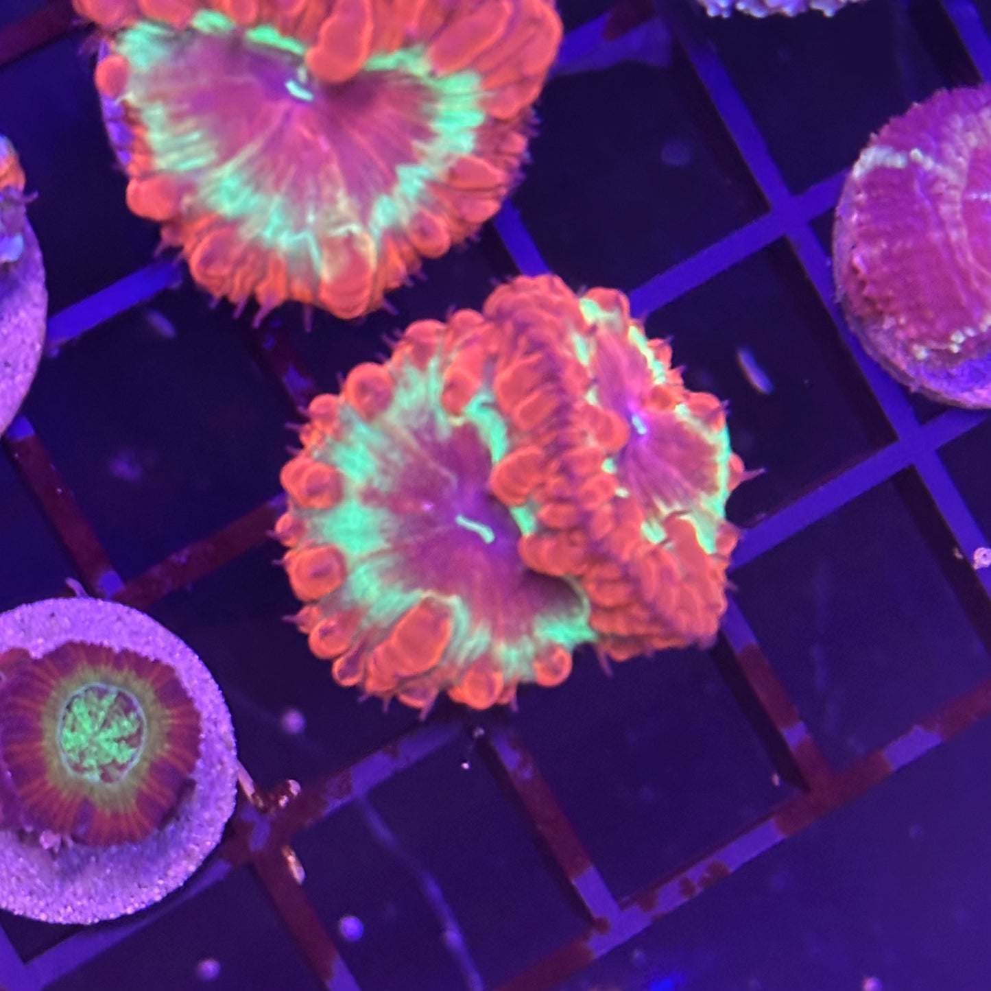 Islander Corals Supernova Blasto