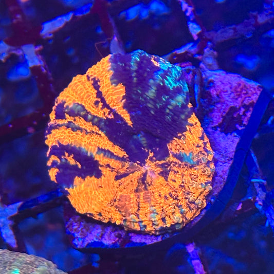 Warpaint Scoly / Scolymia