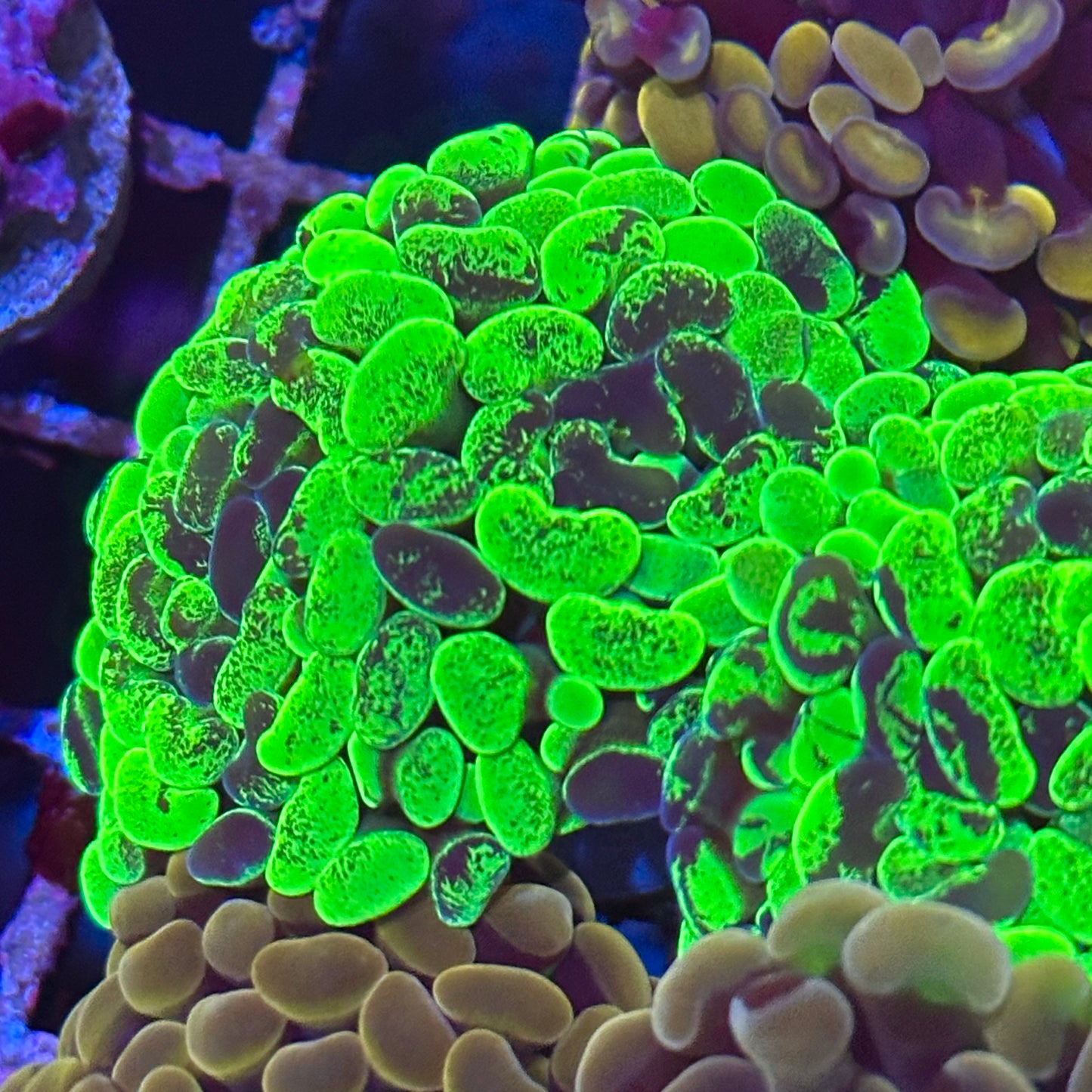 Hammer Coral - Splatter
