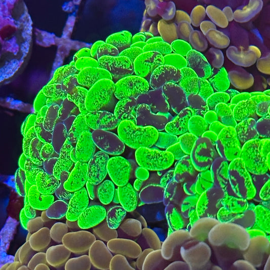 Hammer Coral - Splatter