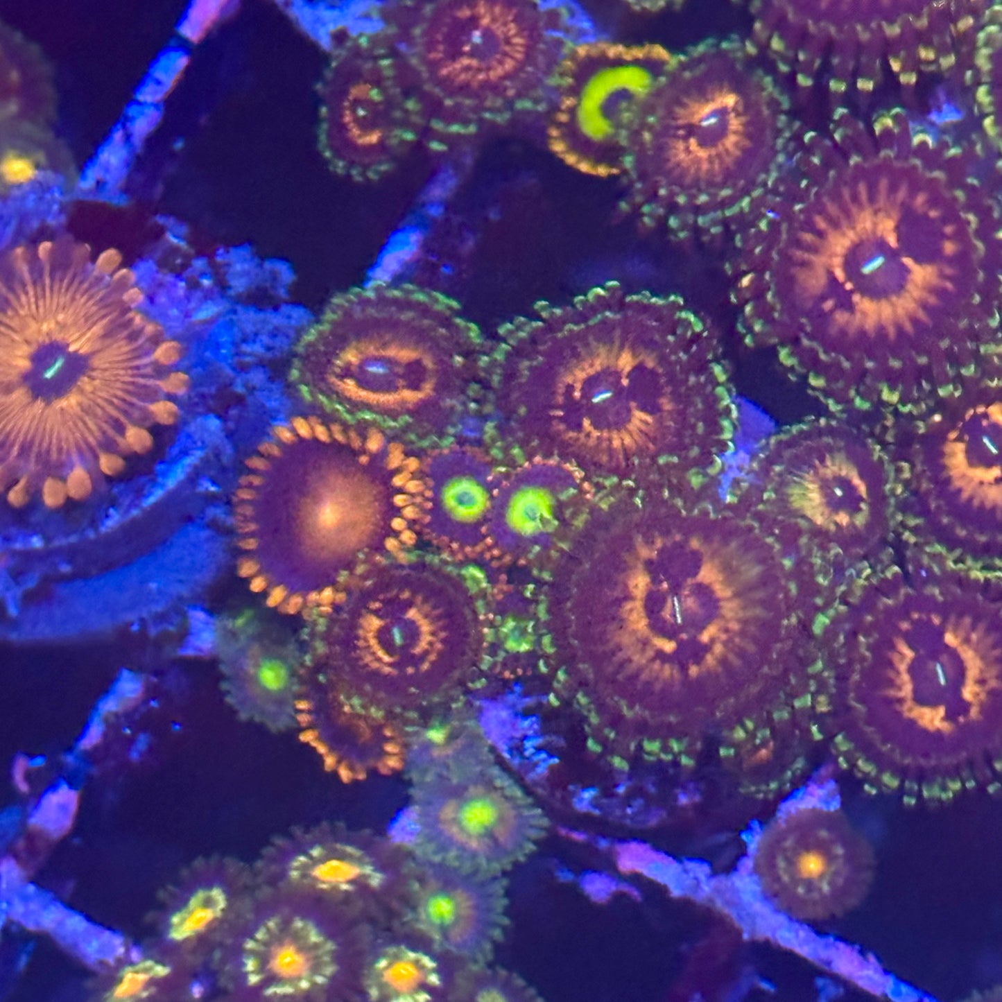 Islander Corals Halo Zoa