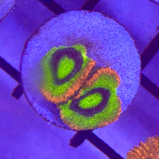 Holygrail Micromussa Acan