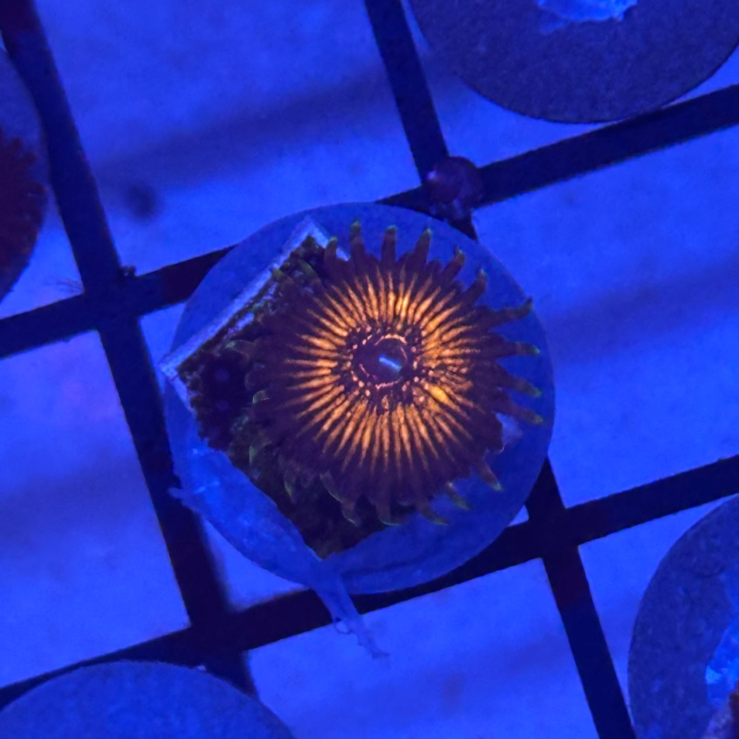 Dateline Zoa / Zoanthid
