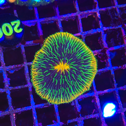 Rainbow Fungia Plate Coral
