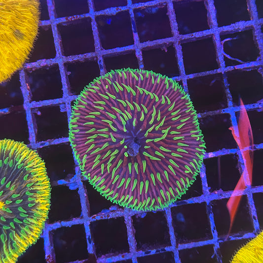 Fungia Plate Coral