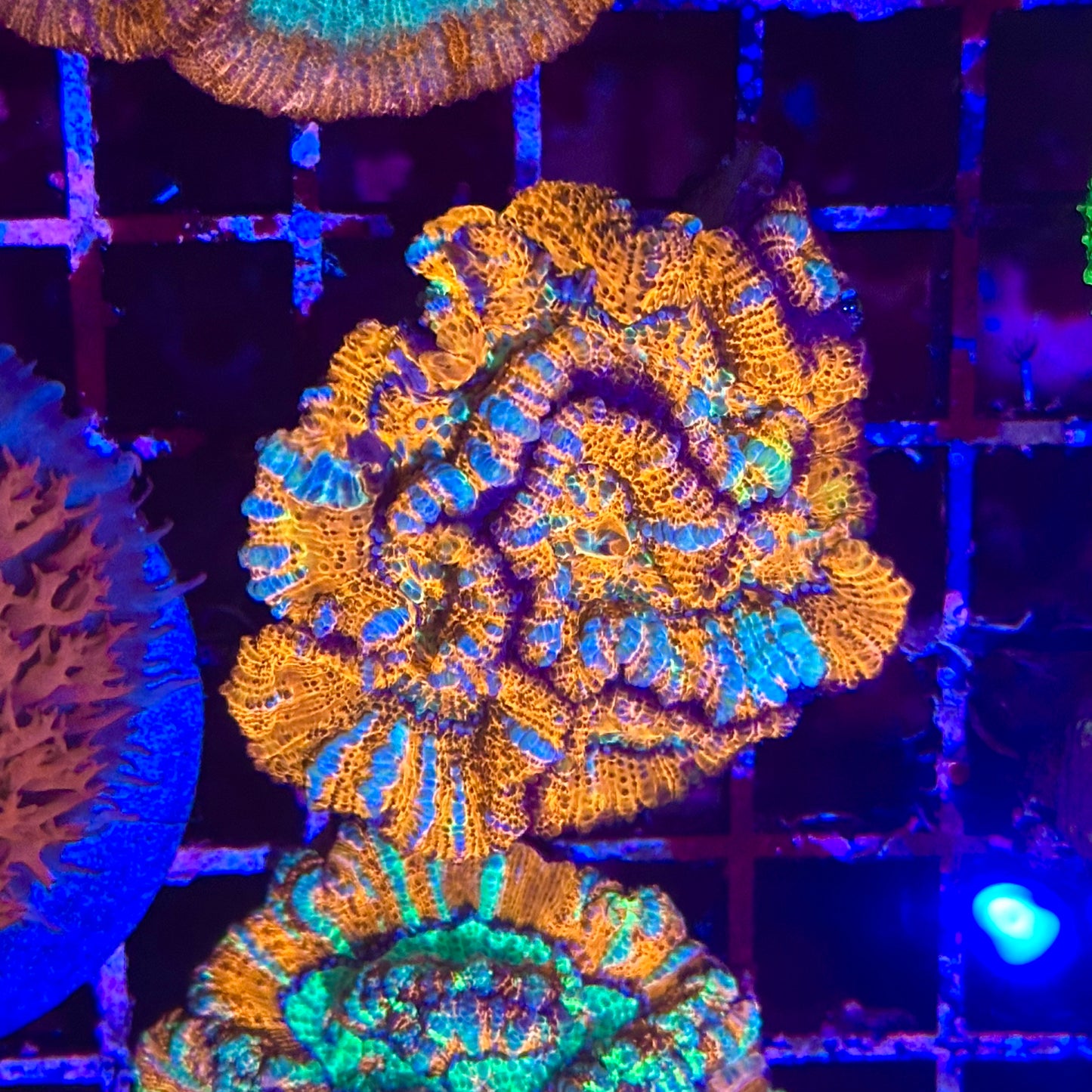 Rainbow Wilsoni Colony