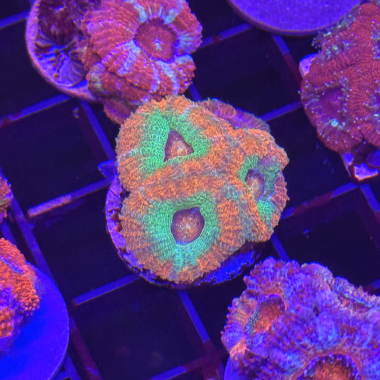 Islander Corals Juicy Fruit Acan