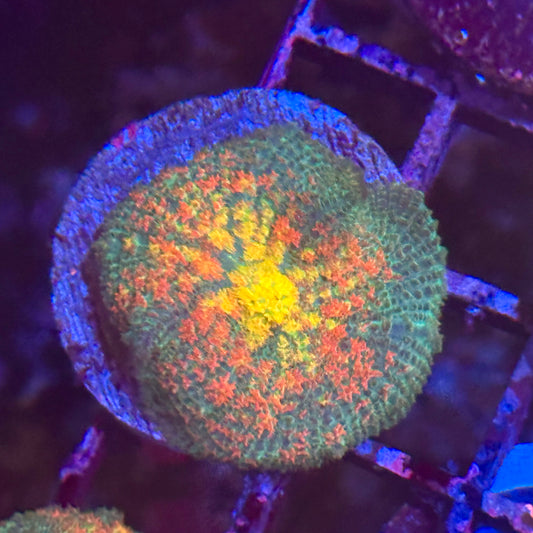 Islander Corals Awesome Blossom Mushroom