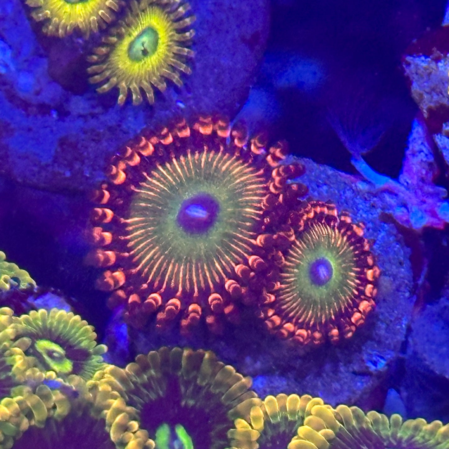 Bowser Zoa / Zoanthid