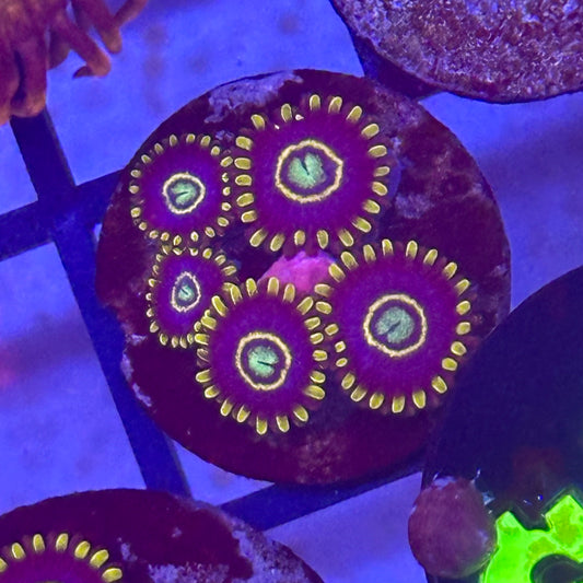Blue Hornet Zoa / Zoanthid