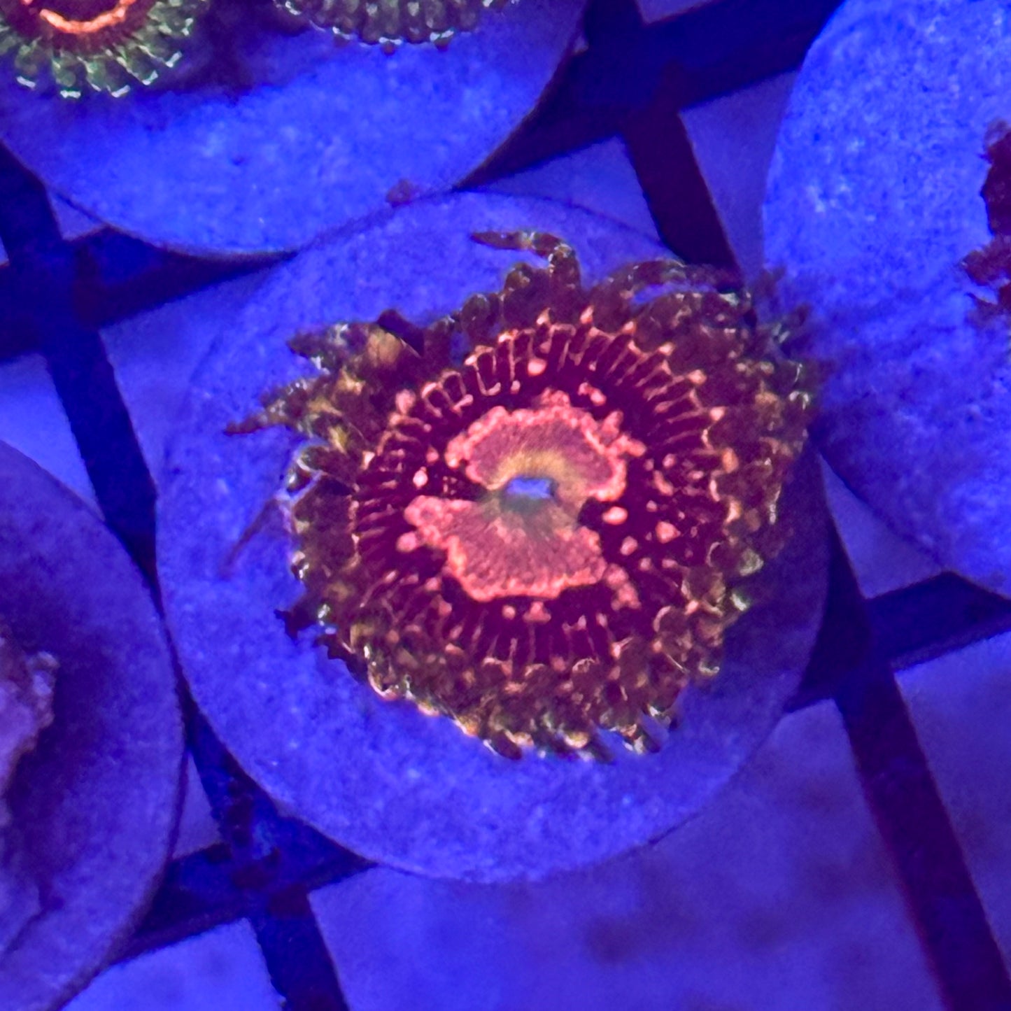 Flaming Brohican Zoa / Zoanthid