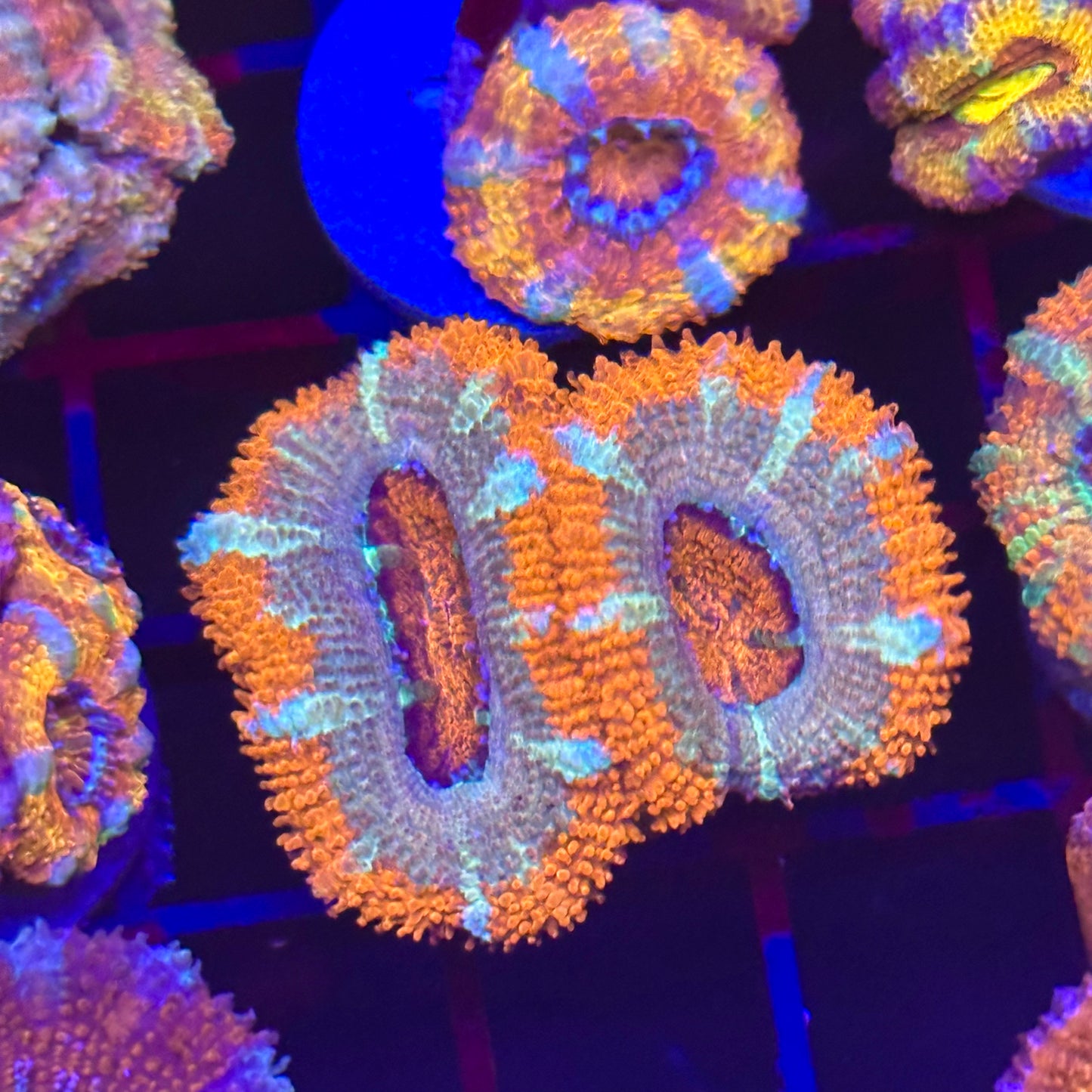 Islander Corals Lorax Acan