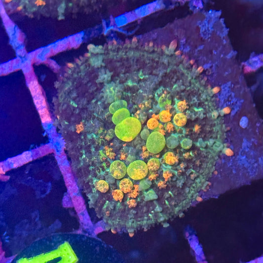 OG Bounce Mushroom