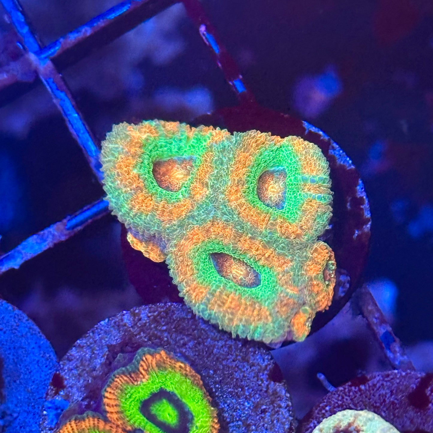 Islander Corals Juicy Fruit Acan