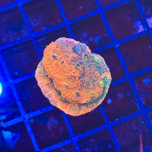 OG Pink Boobie Chalice Coral