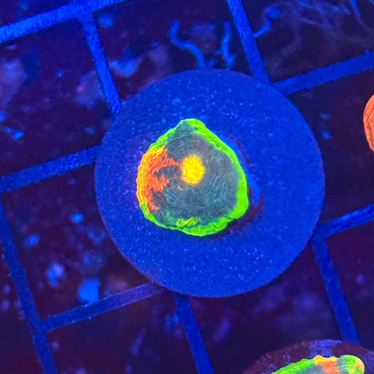 Rainbow Crush Chalice
